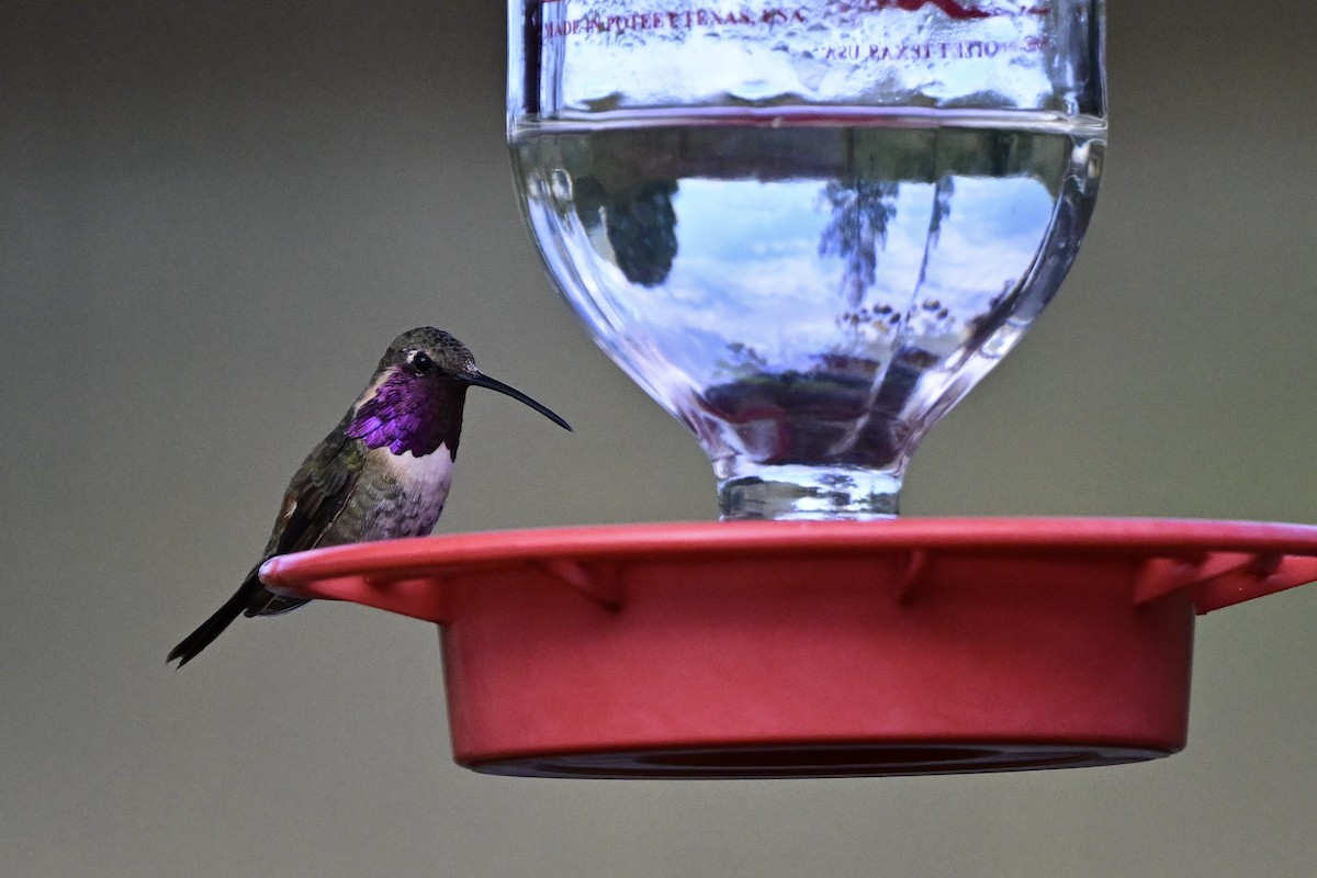 Lucifer Hummingbird - ML642551551