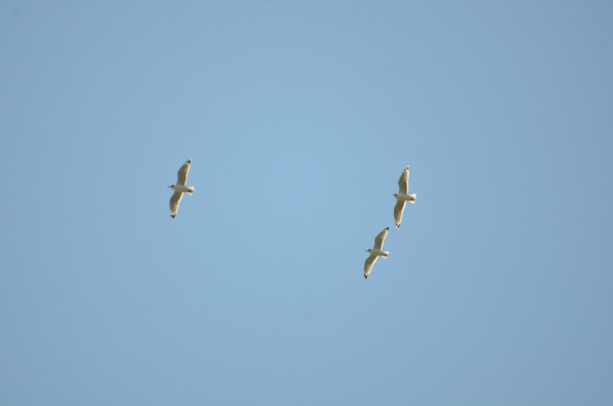 Franklin's Gull - ML642551555