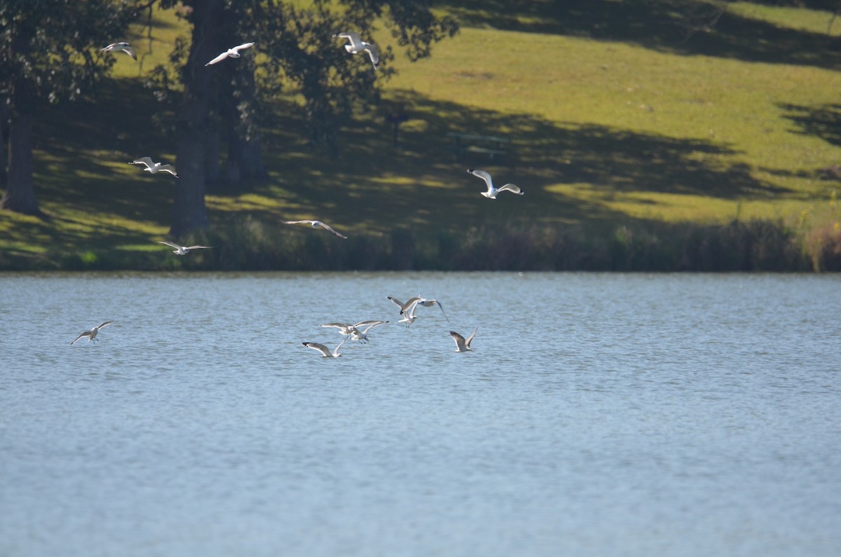 Franklin's Gull - ML642551600