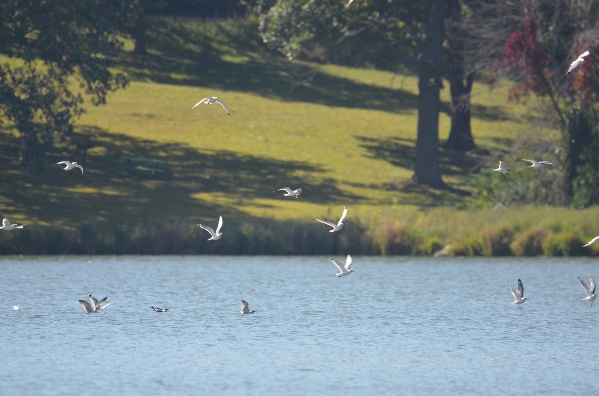 Franklin's Gull - ML642551613