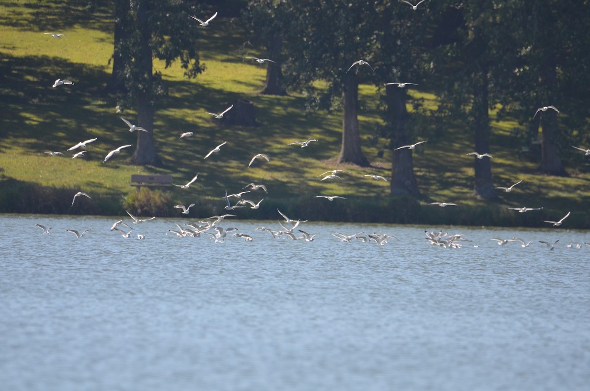 Franklin's Gull - ML642551635