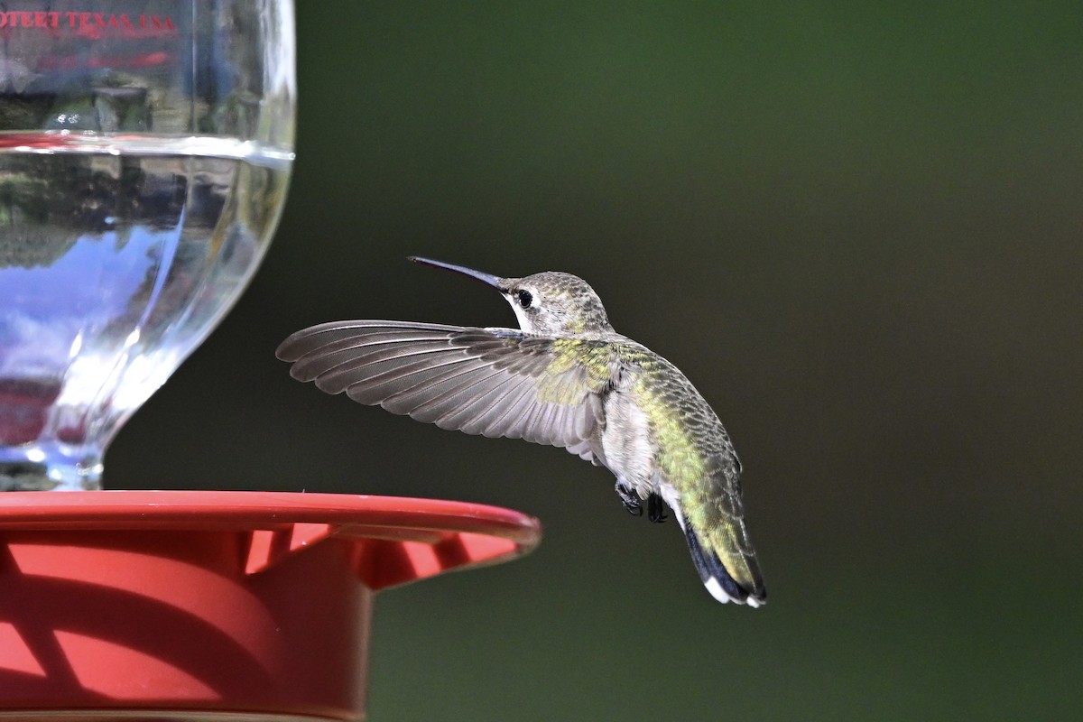 Black-chinned Hummingbird - ML642551641
