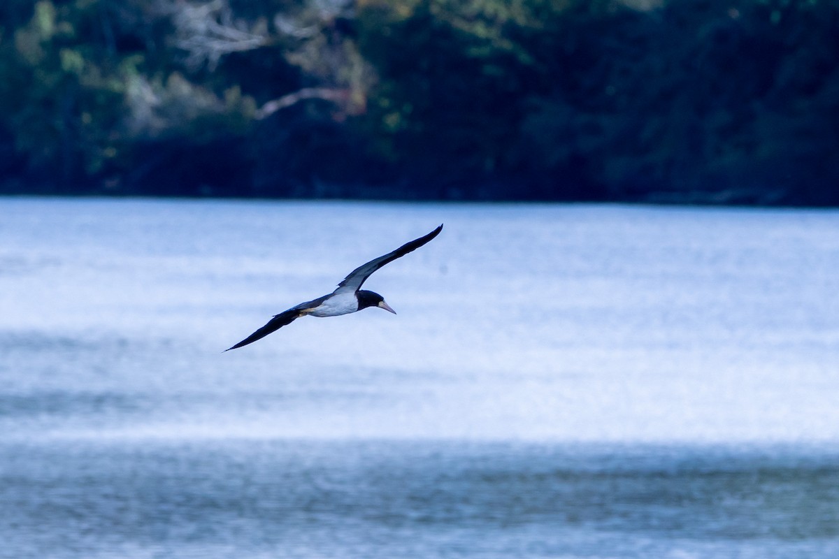 Brown Booby - ML642551642