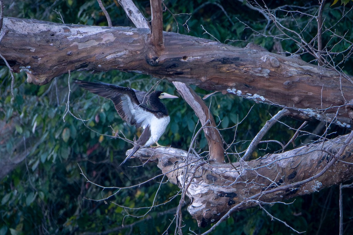 Brown Booby - ML642551643