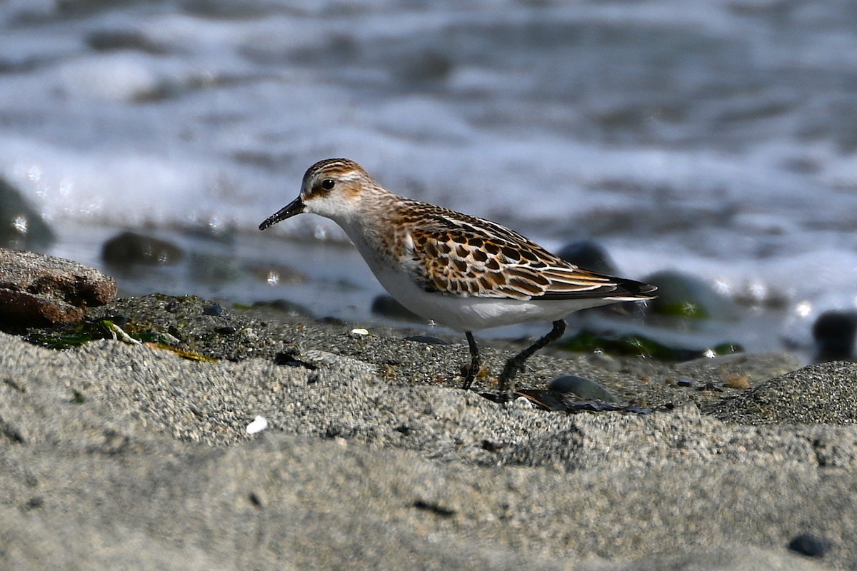 Little Stint - ML642551650