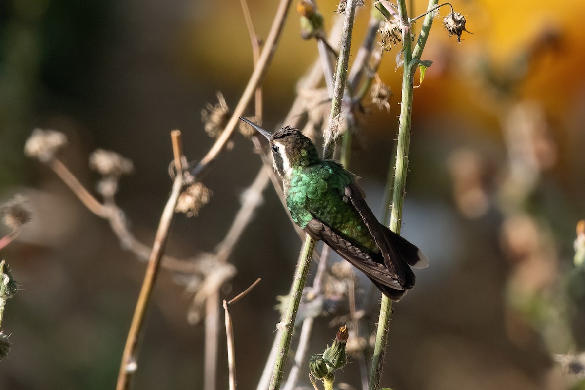 hvitørekolibri - ML642551651
