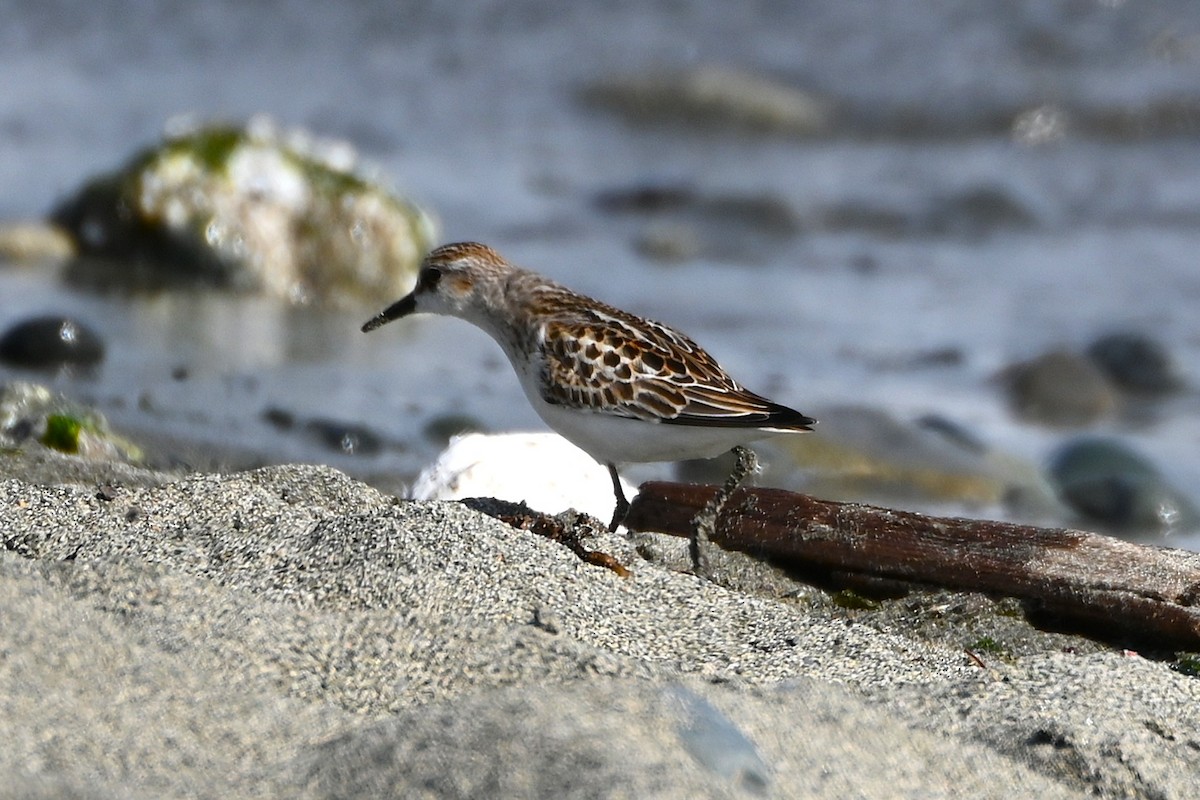 Little Stint - ML642551656