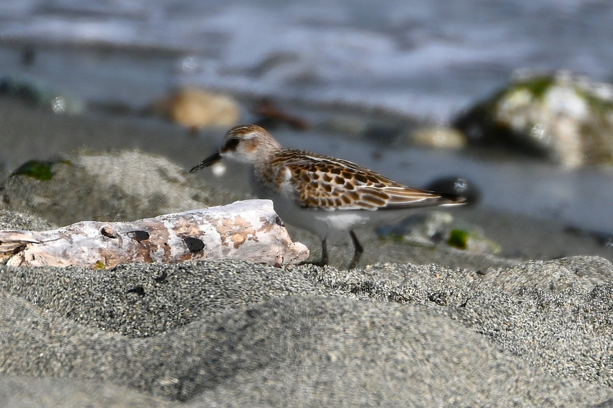 Little Stint - ML642551660