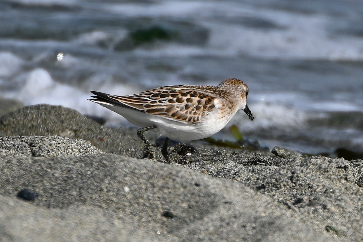 Little Stint - ML642551675
