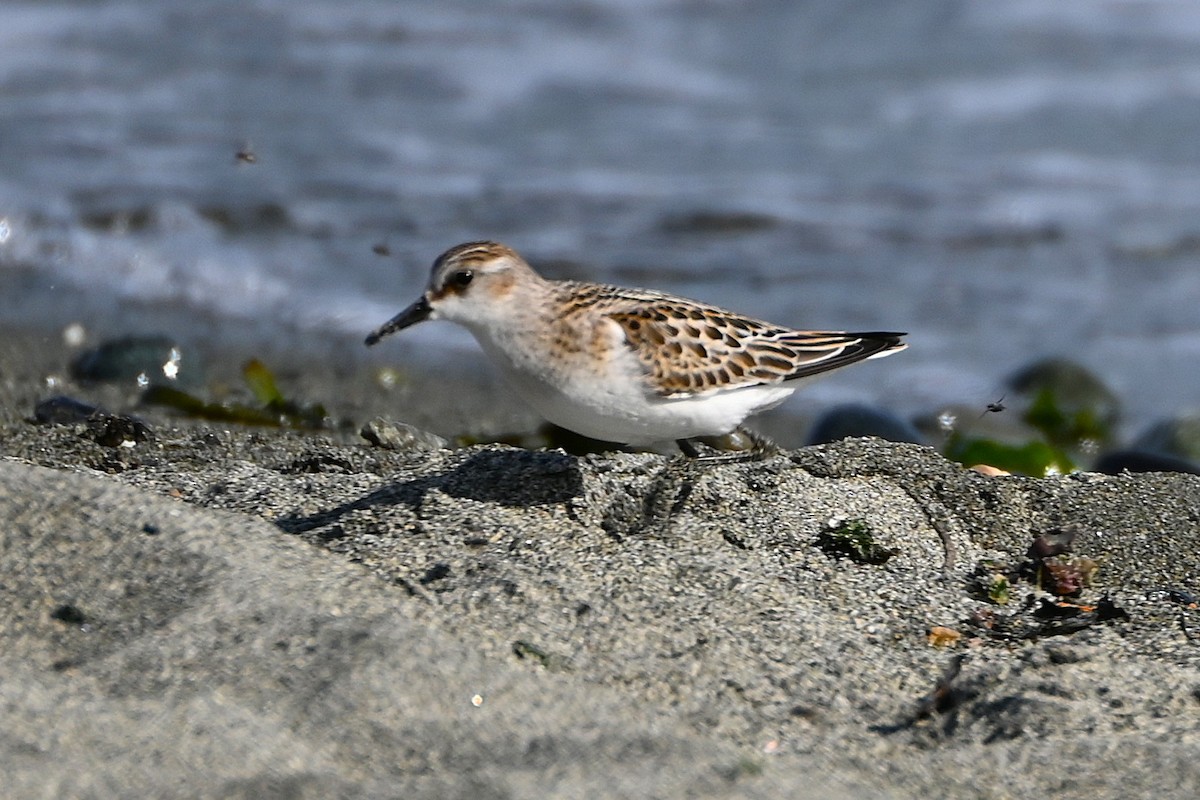 Little Stint - ML642551687