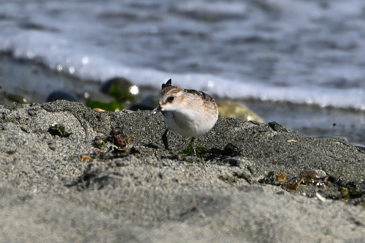Little Stint - ML642551695