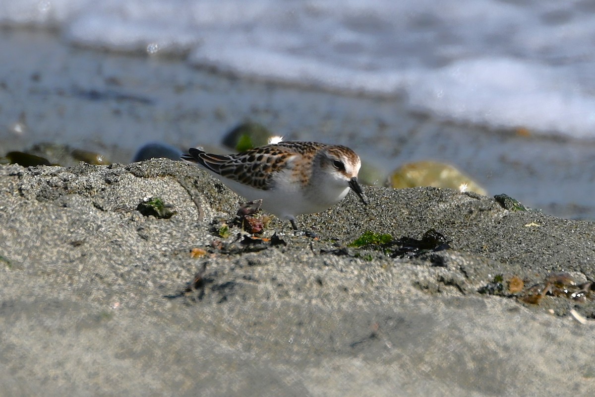 Little Stint - ML642551702