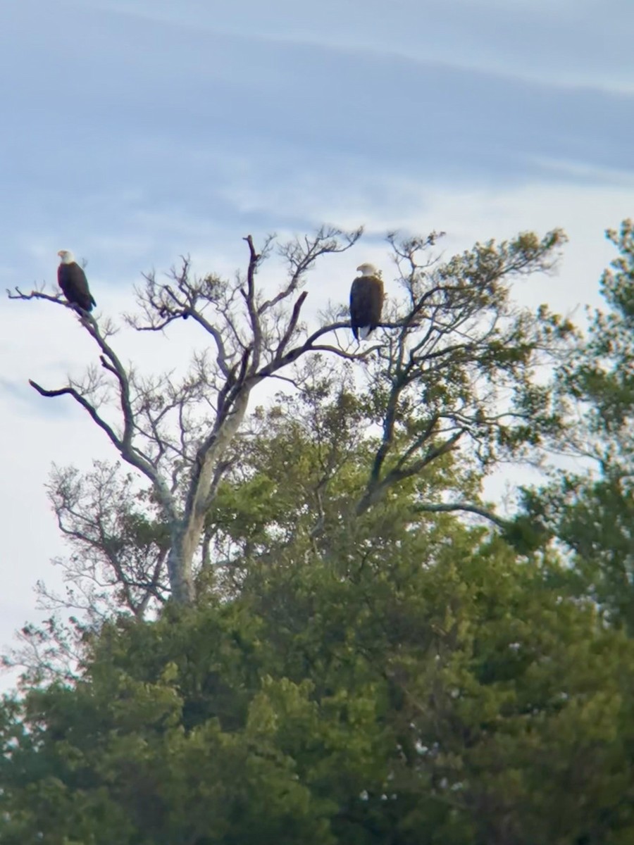 Bald Eagle - ML642551705