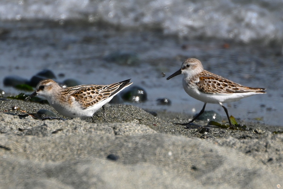Little Stint - ML642551709