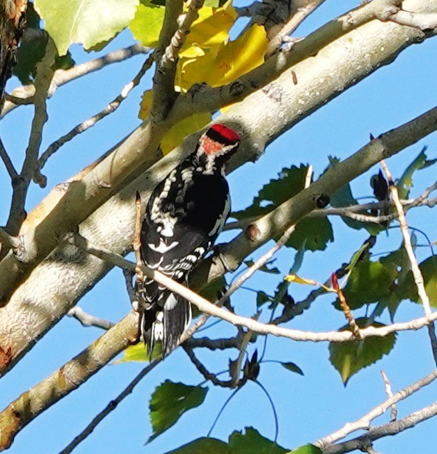Red-naped Sapsucker - ML642551713