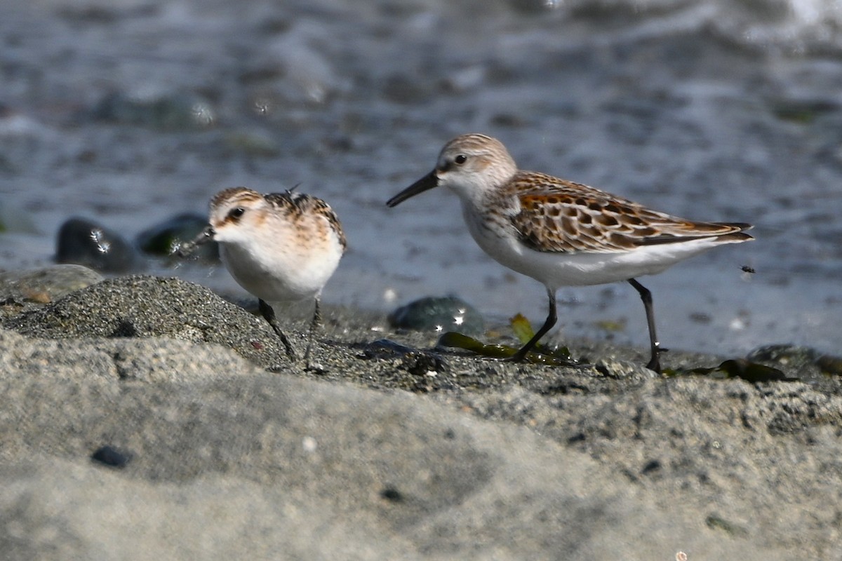 Little Stint - ML642551715