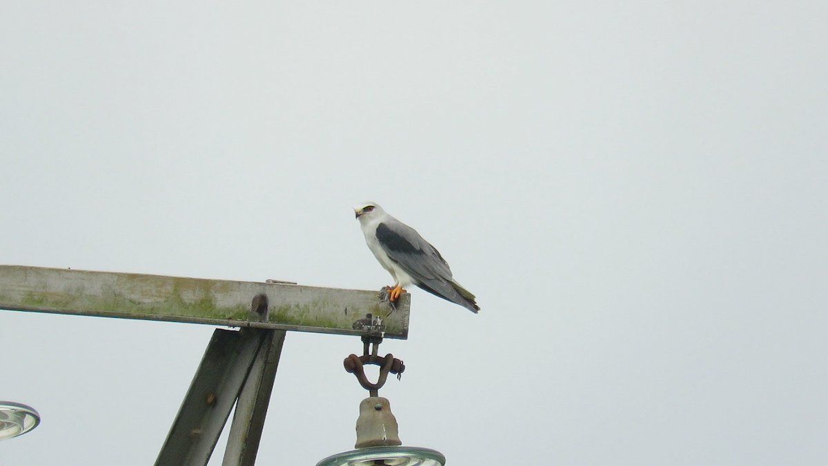 黑翅鳶 - ML642551716