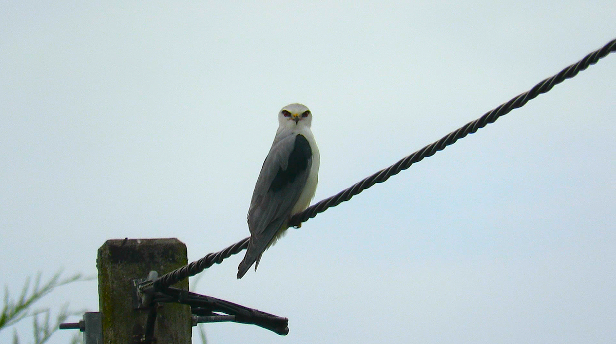 黑翅鳶 - ML642551717