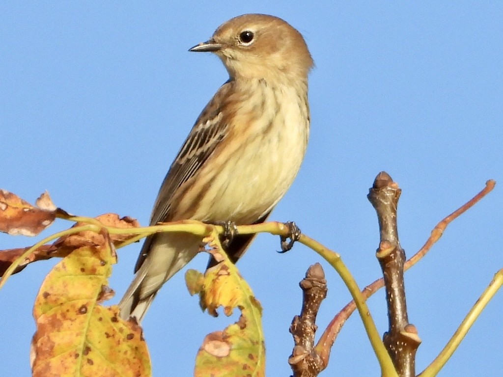 Yellow-rumped Warbler - ML642551721