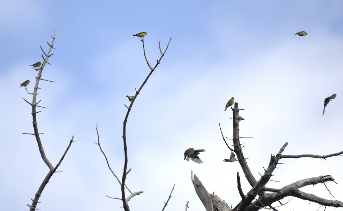 Corsican Finch - ML642551733