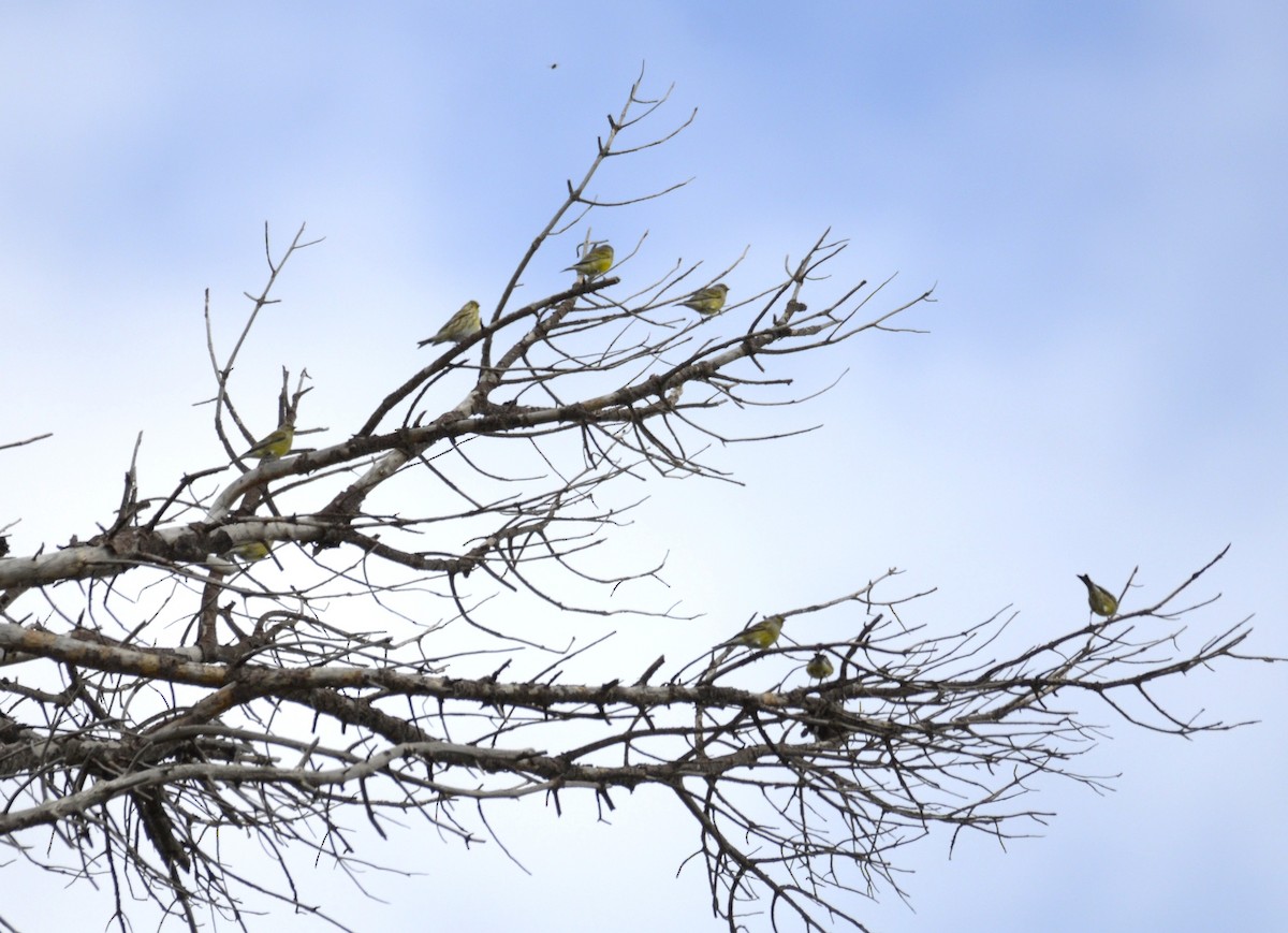 Corsican Finch - ML642551734