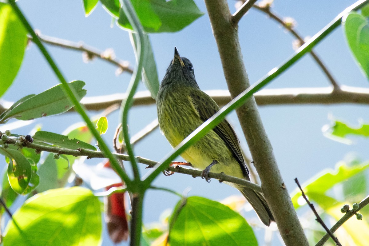 Streak-necked Flycatcher - ML642551735