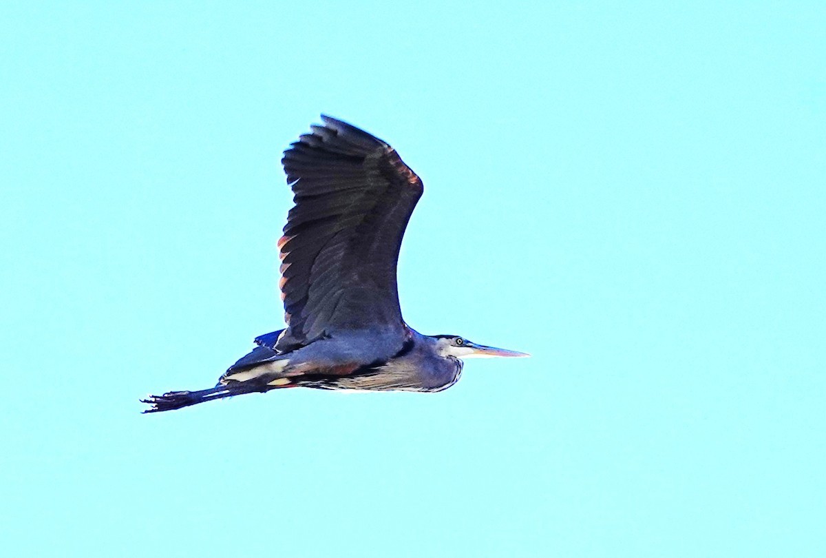 Great Blue Heron - ML642551751
