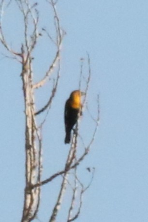 Yellow-headed Blackbird - ML642551753