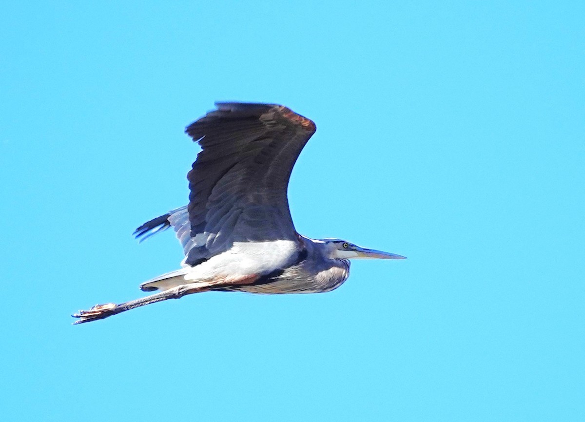 Great Blue Heron - ML642551755
