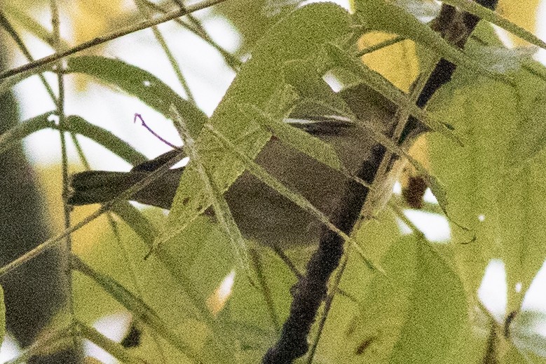 Bay-breasted/Blackpoll Warbler - ML642551762
