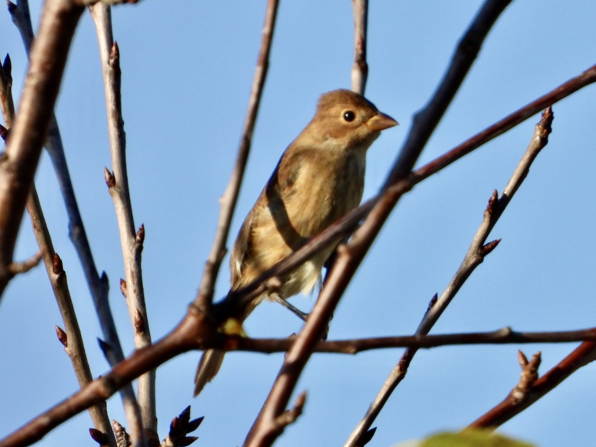 Indigo Bunting - ML642551774