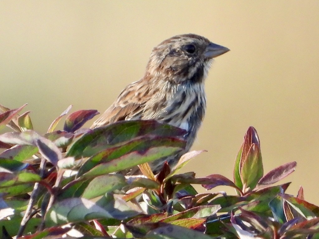 Song Sparrow - ML642551797