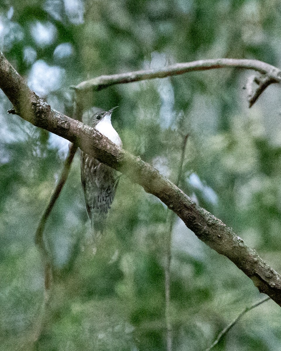 White-throated Treecreeper - ML642551801