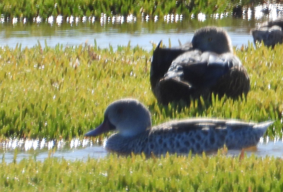 Cape Teal - ML642551822
