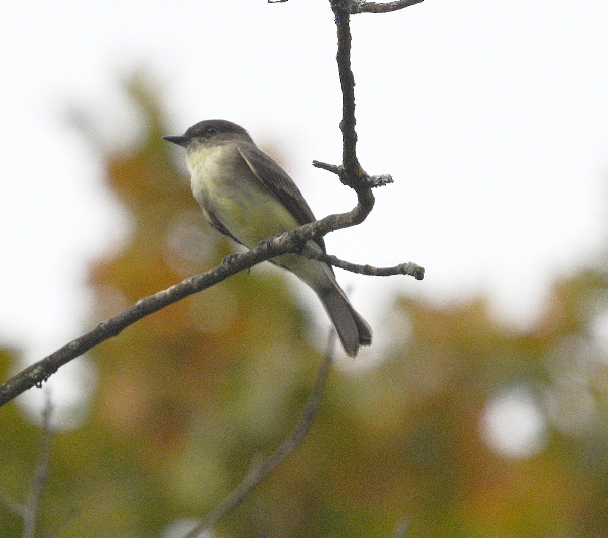 Eastern Phoebe - ML642551824