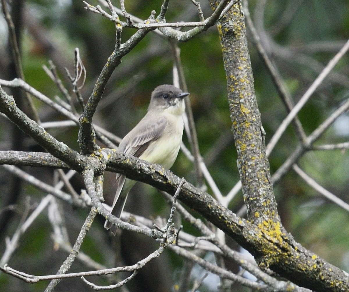 Eastern Phoebe - ML642551825