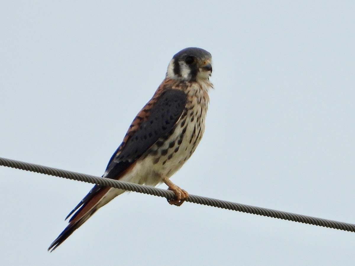 American Kestrel - ML642551869