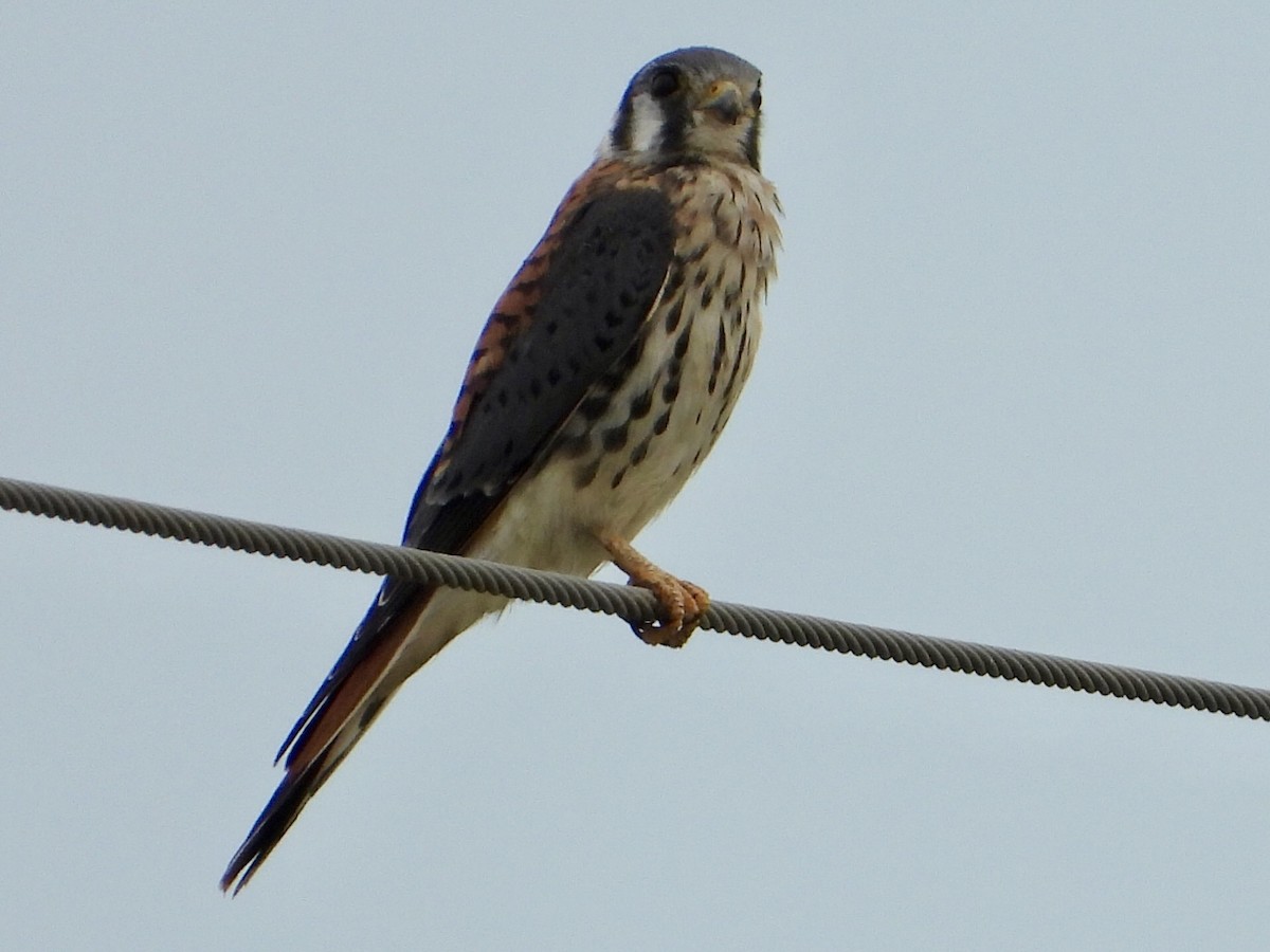 American Kestrel - ML642551870