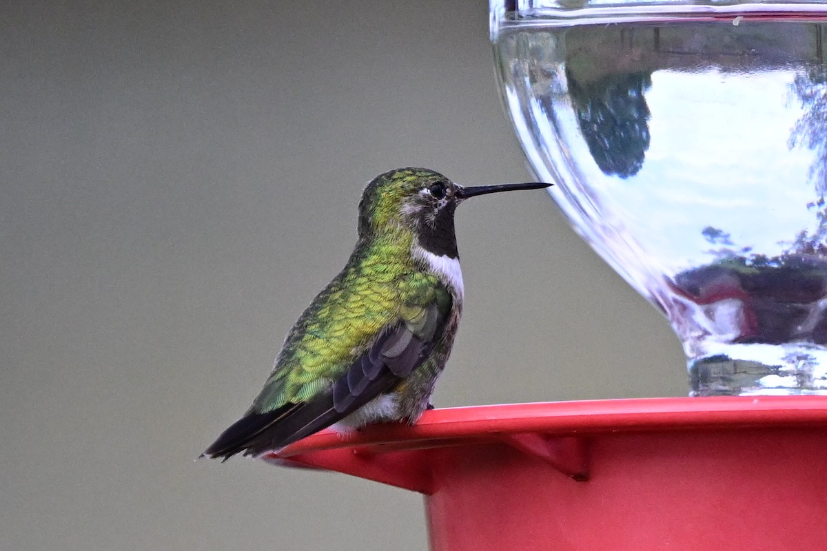 Broad-tailed Hummingbird - ML642551884