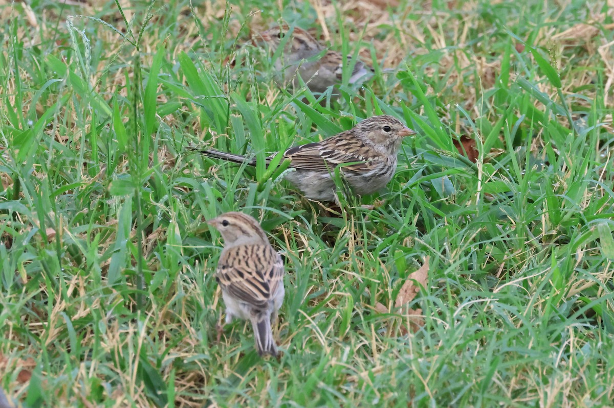 Chipping Sparrow - ML642551901