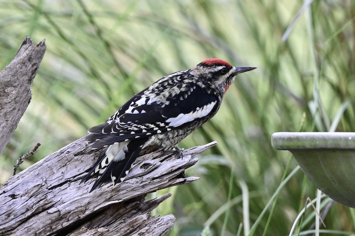 Red-naped Sapsucker - ML642551902