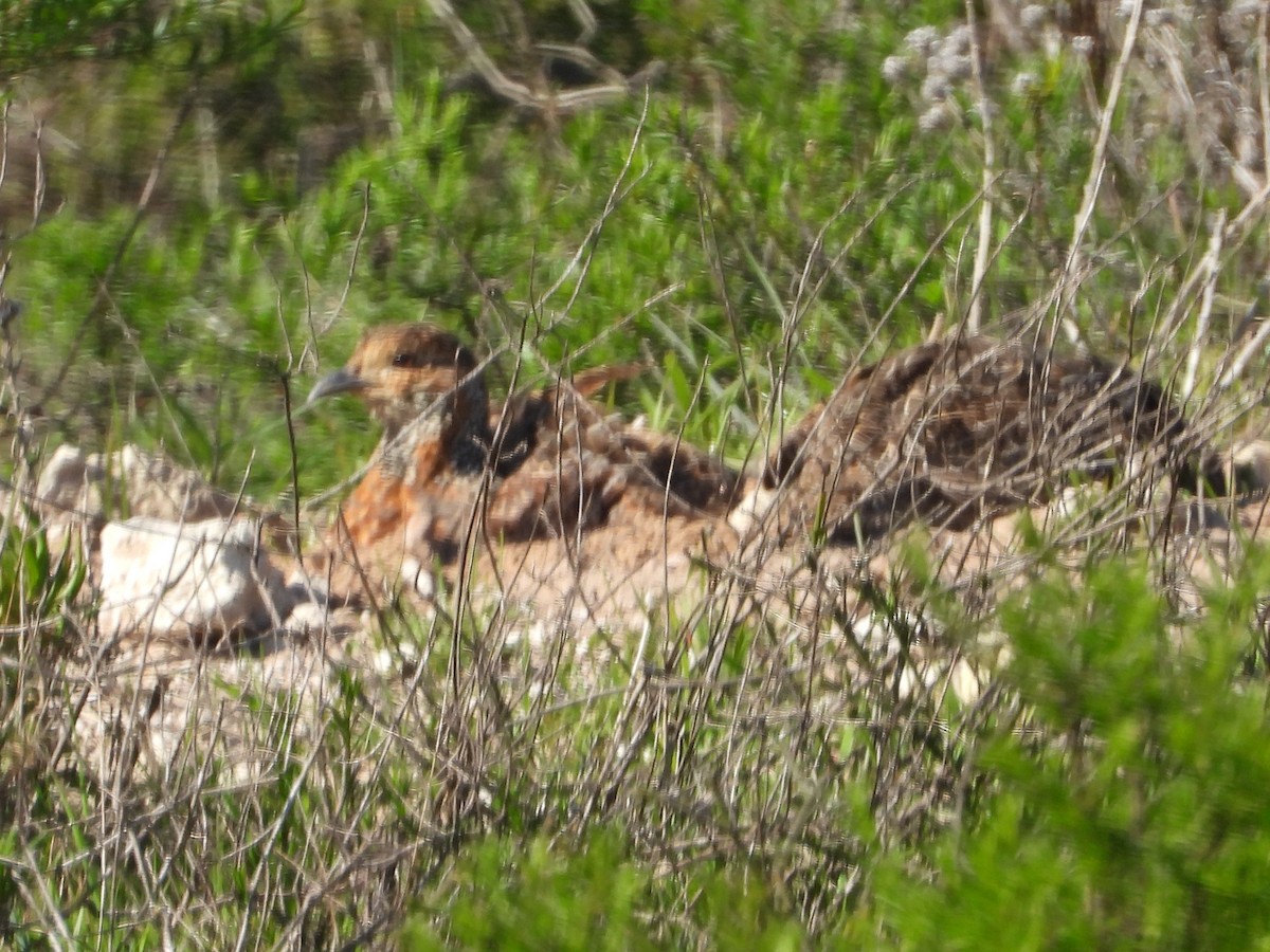 Gray-winged Francolin - ML642551918