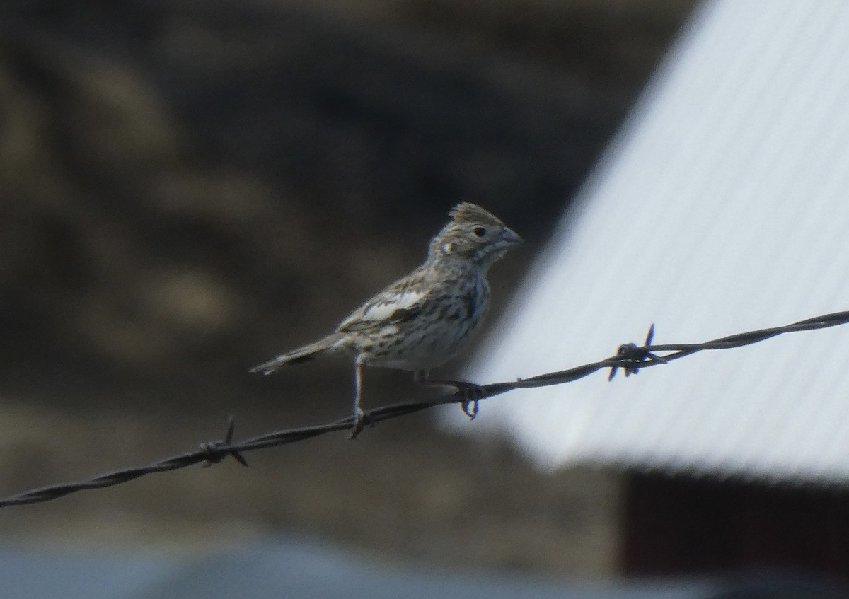 Lark Bunting - ML642551969