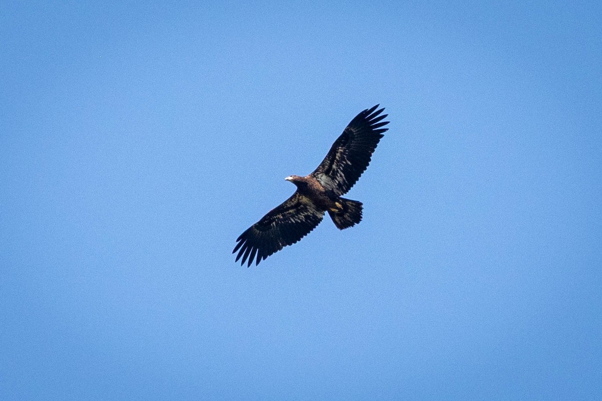 Bald Eagle - ML642551973