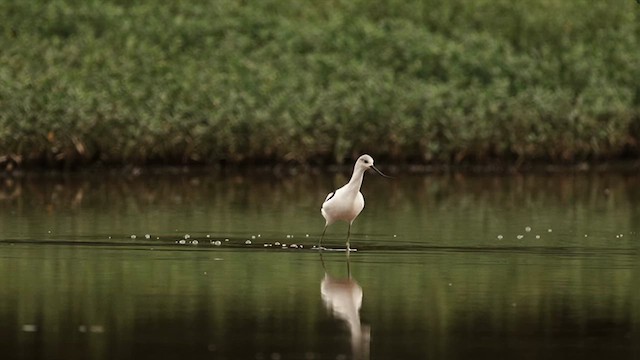 American Avocet - ML642551984