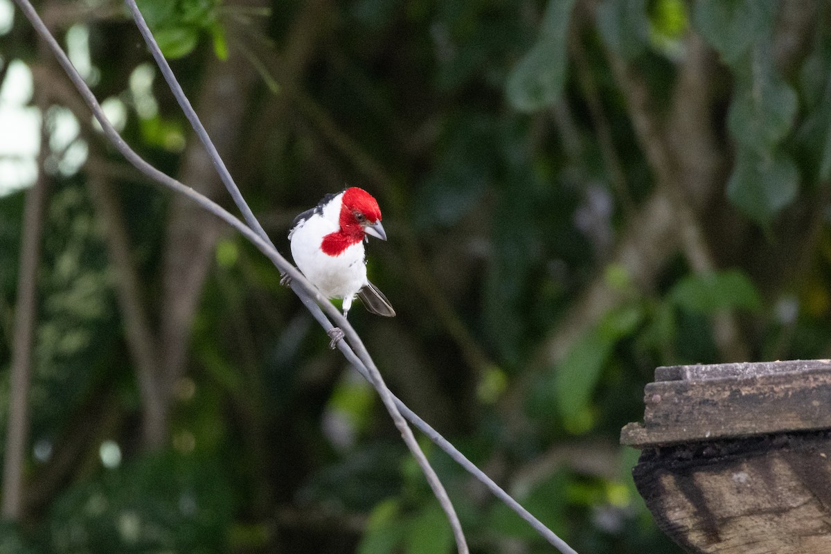Red-cowled Cardinal - ML642551996