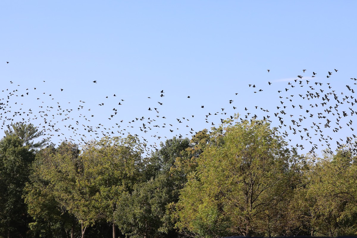 Common Grackle - ML642552002