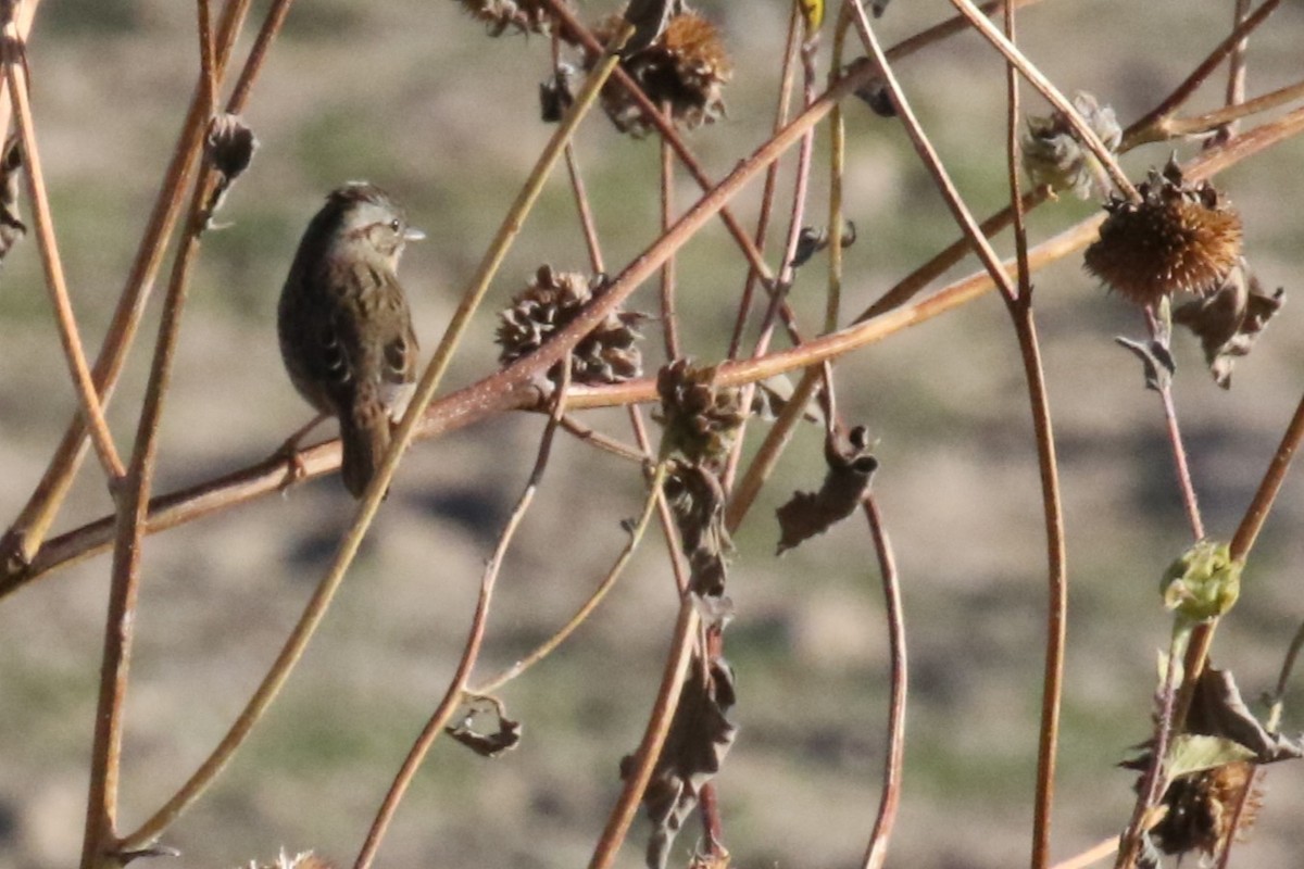Lincoln's Sparrow - ML642552014
