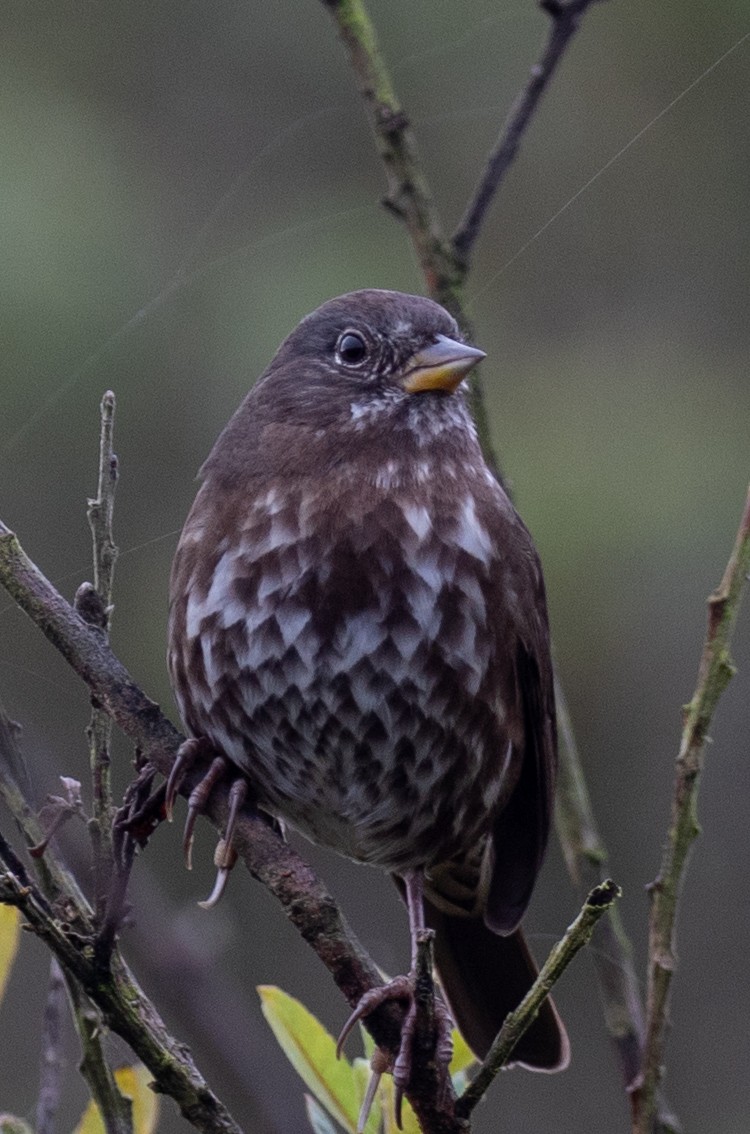 Fox Sparrow (Sooty) - ML642552036