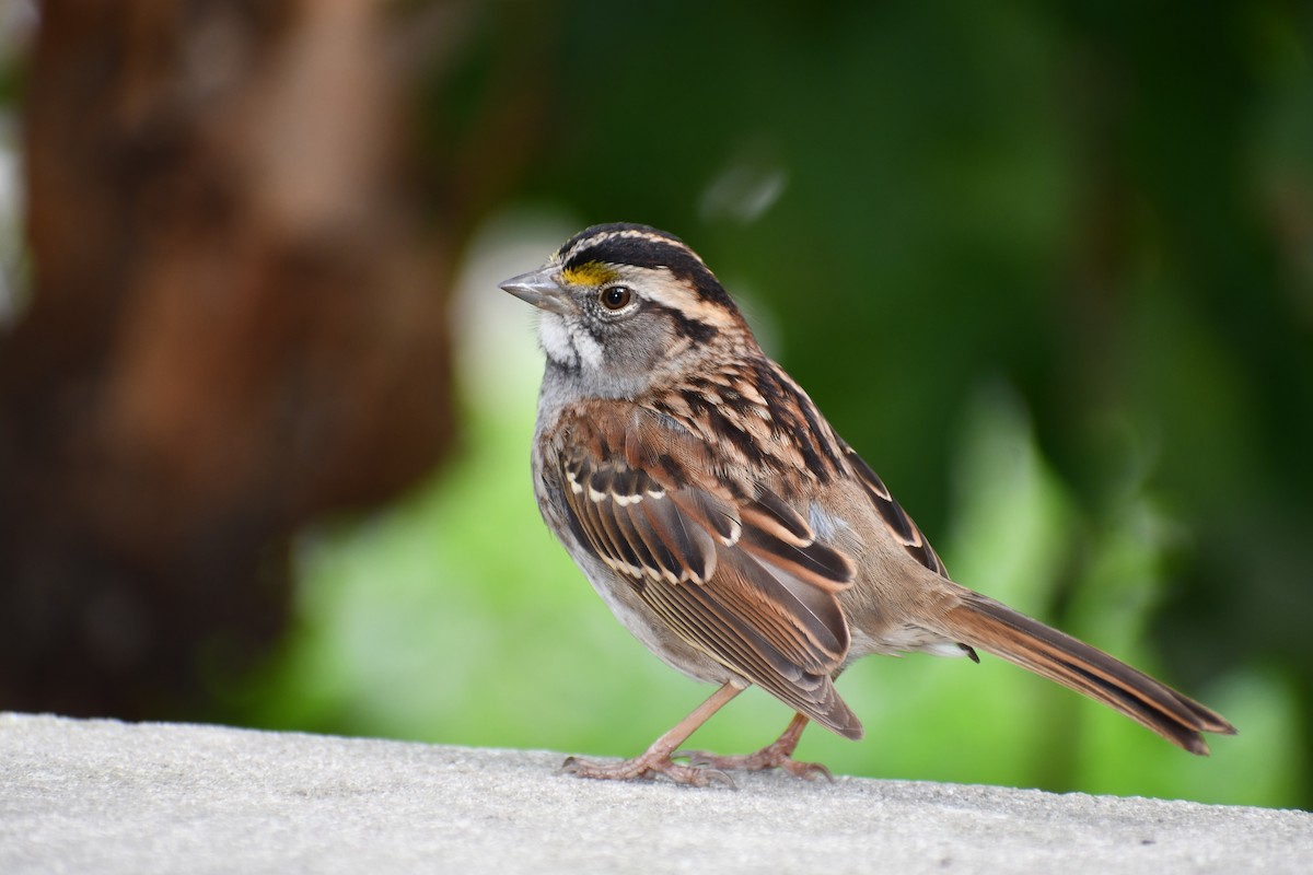 White-throated Sparrow - ML642552055